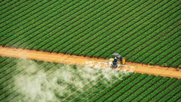 Best Ant Control Services  in Fox Lake, WI